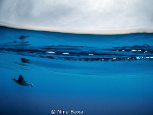 On Cue - a special surprise drifted into shot as I was se... by Nina Baxa 